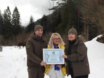 У «Сколівських Бескидах» встановили рекорд за чисельністю зубрів у Карпатах